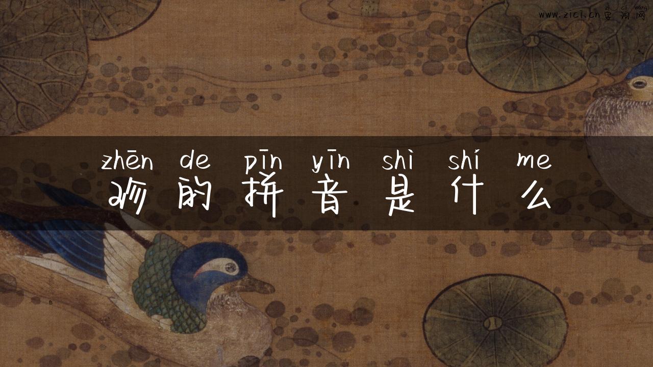珍的拼音是什么