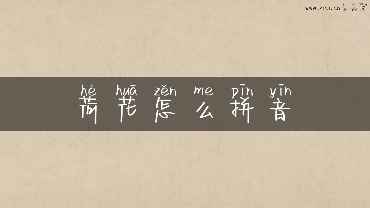 荷花怎么拼音