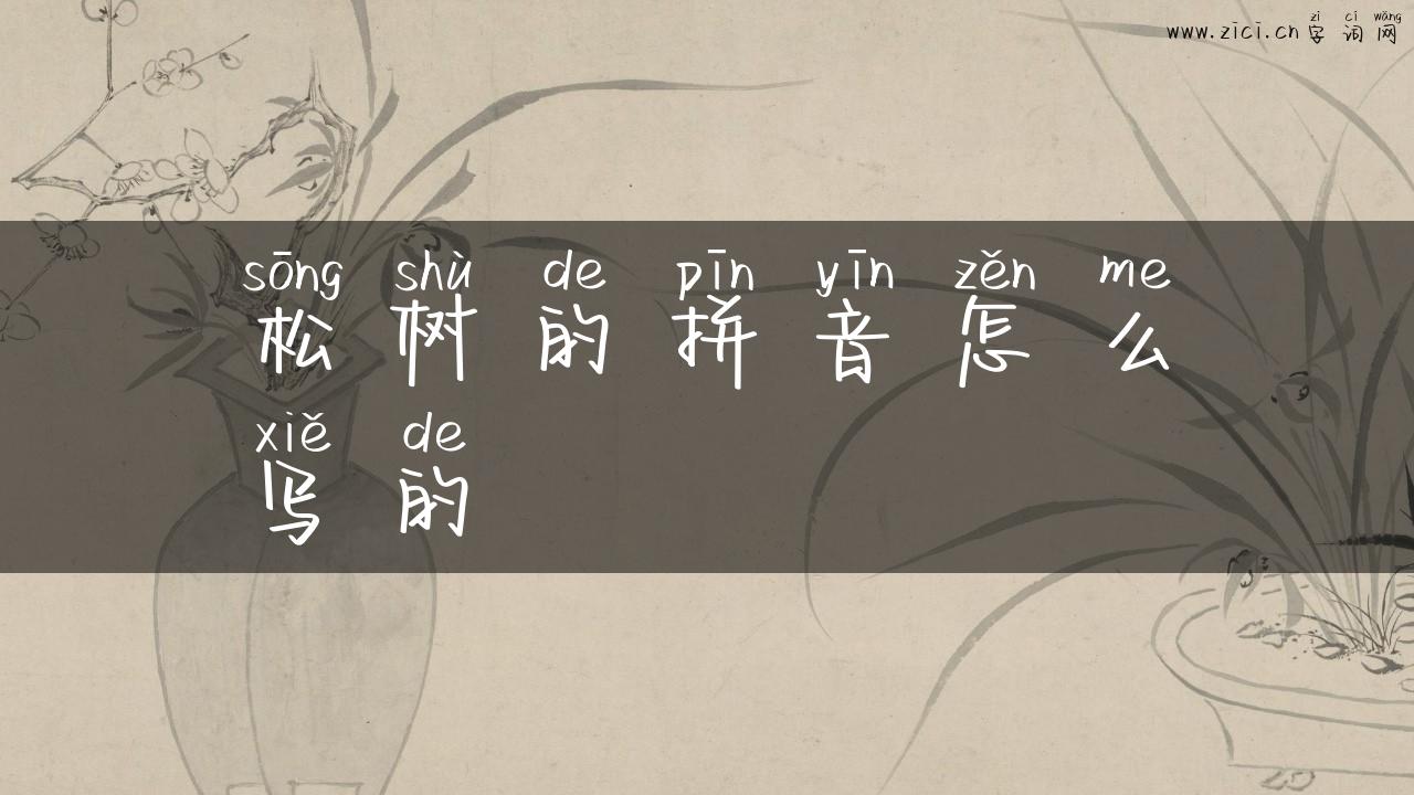 松树的拼音怎么写的