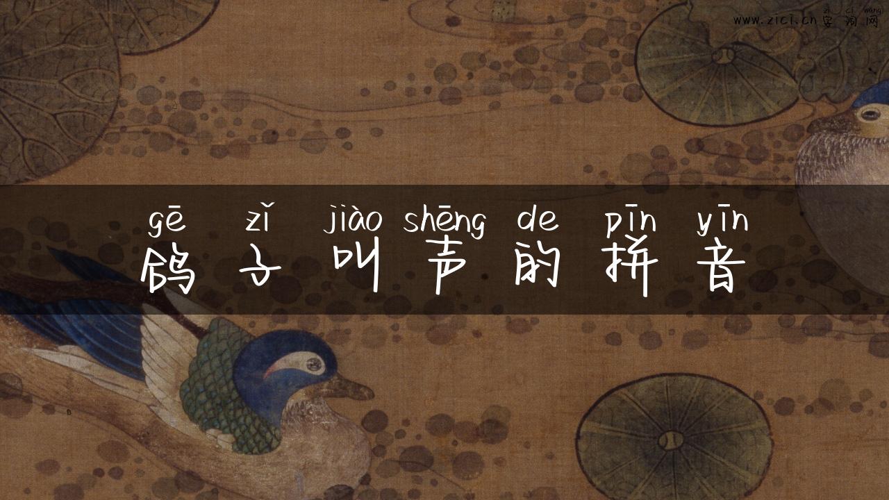 鸽子叫声的拼音