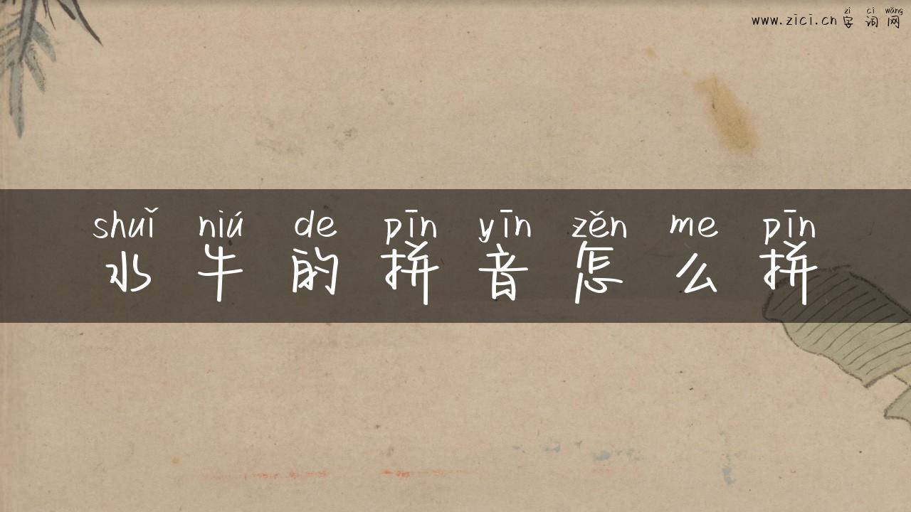 水牛的拼音怎么拼