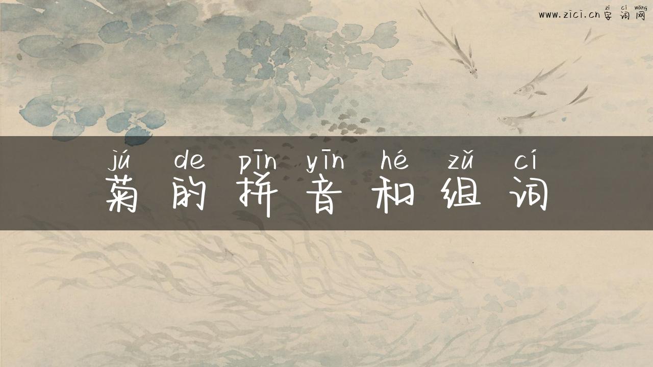 菊的拼音和组词