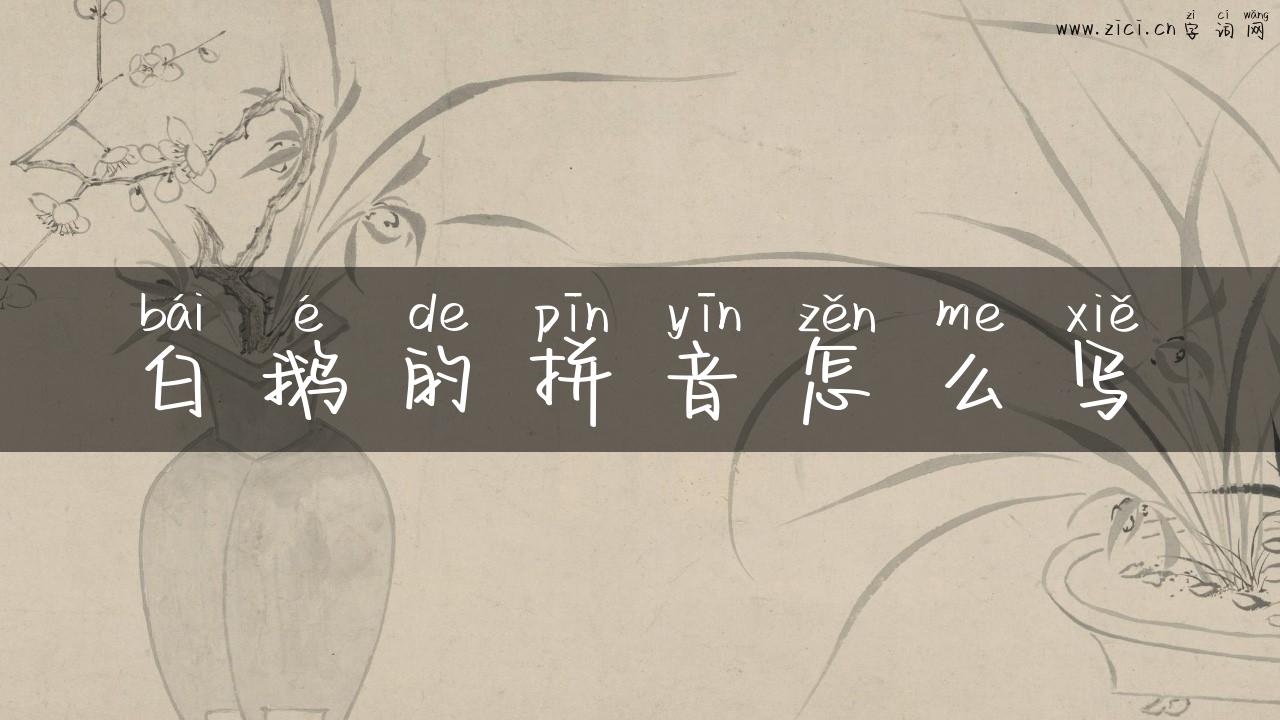 白鹅的拼音怎么写