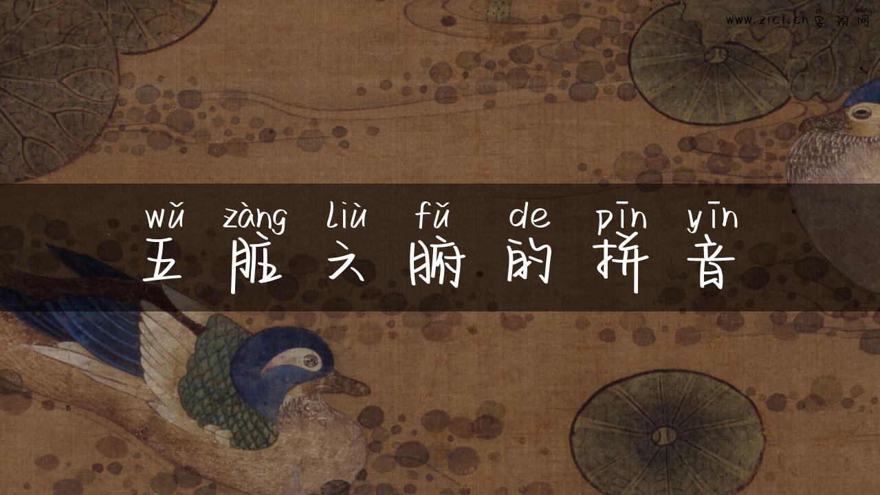 五脏六腑的拼音