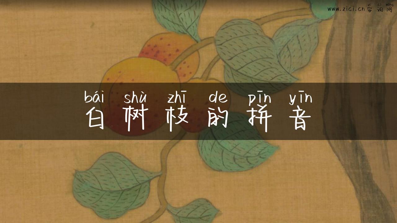 白树枝的拼音