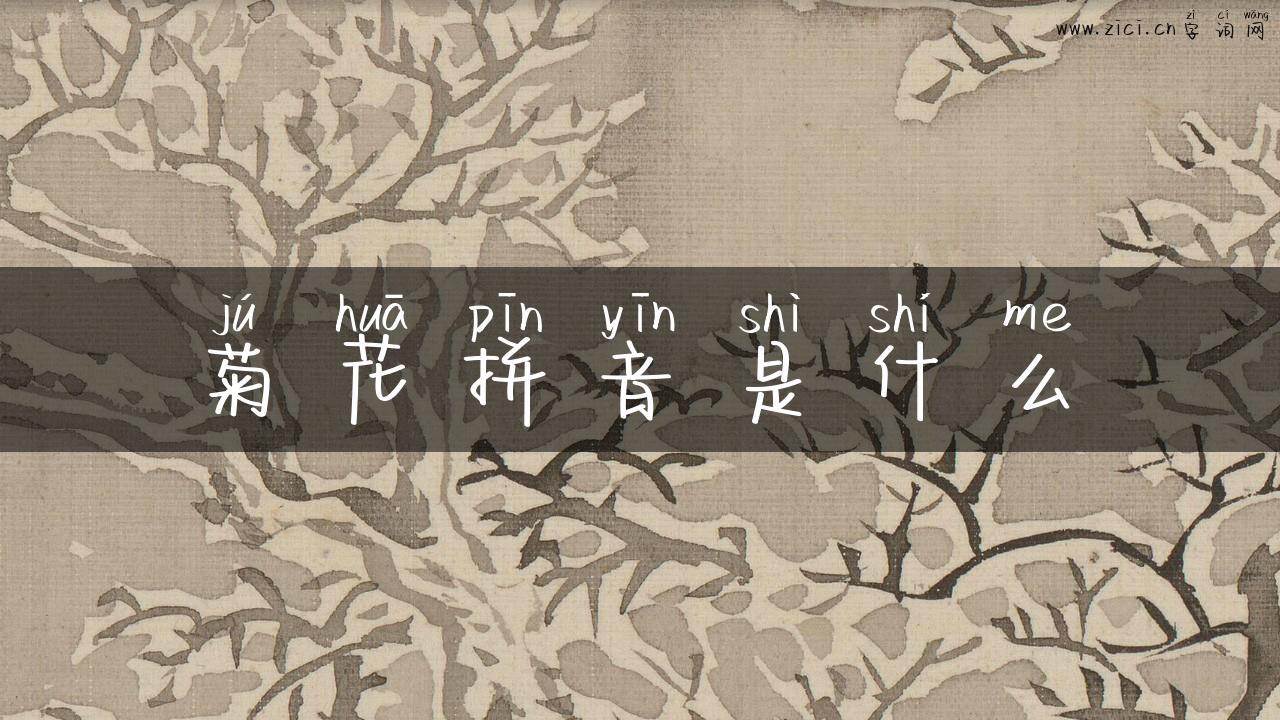 菊花拼音是什么