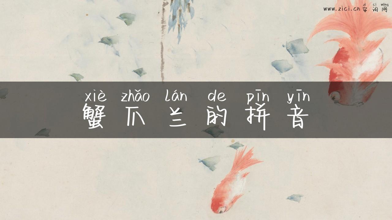 蟹爪兰的拼音