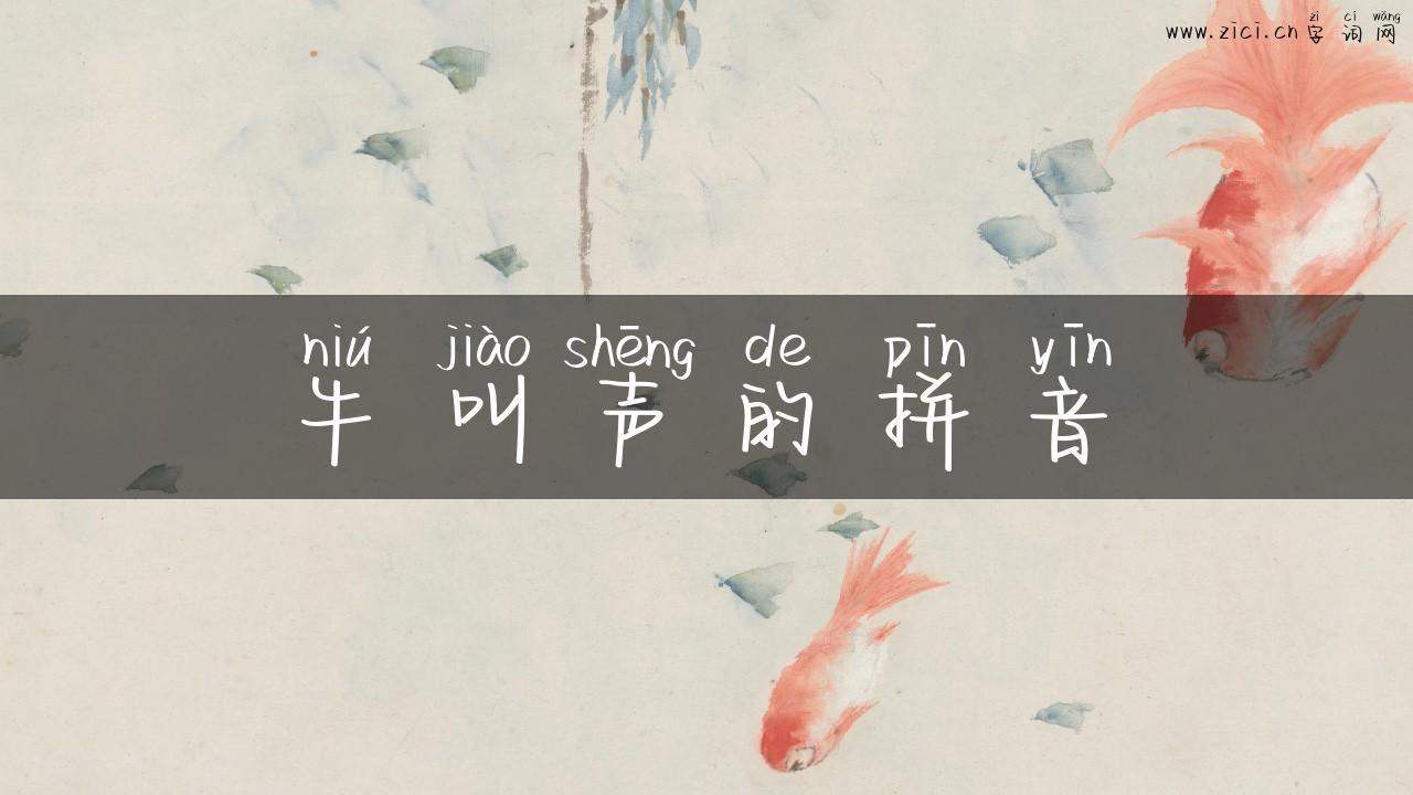 牛叫声的拼音