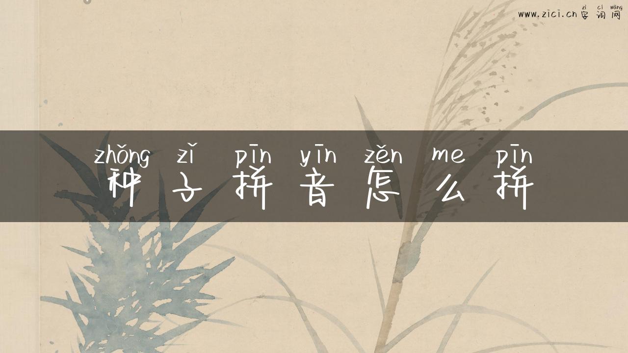 种子拼音怎么拼