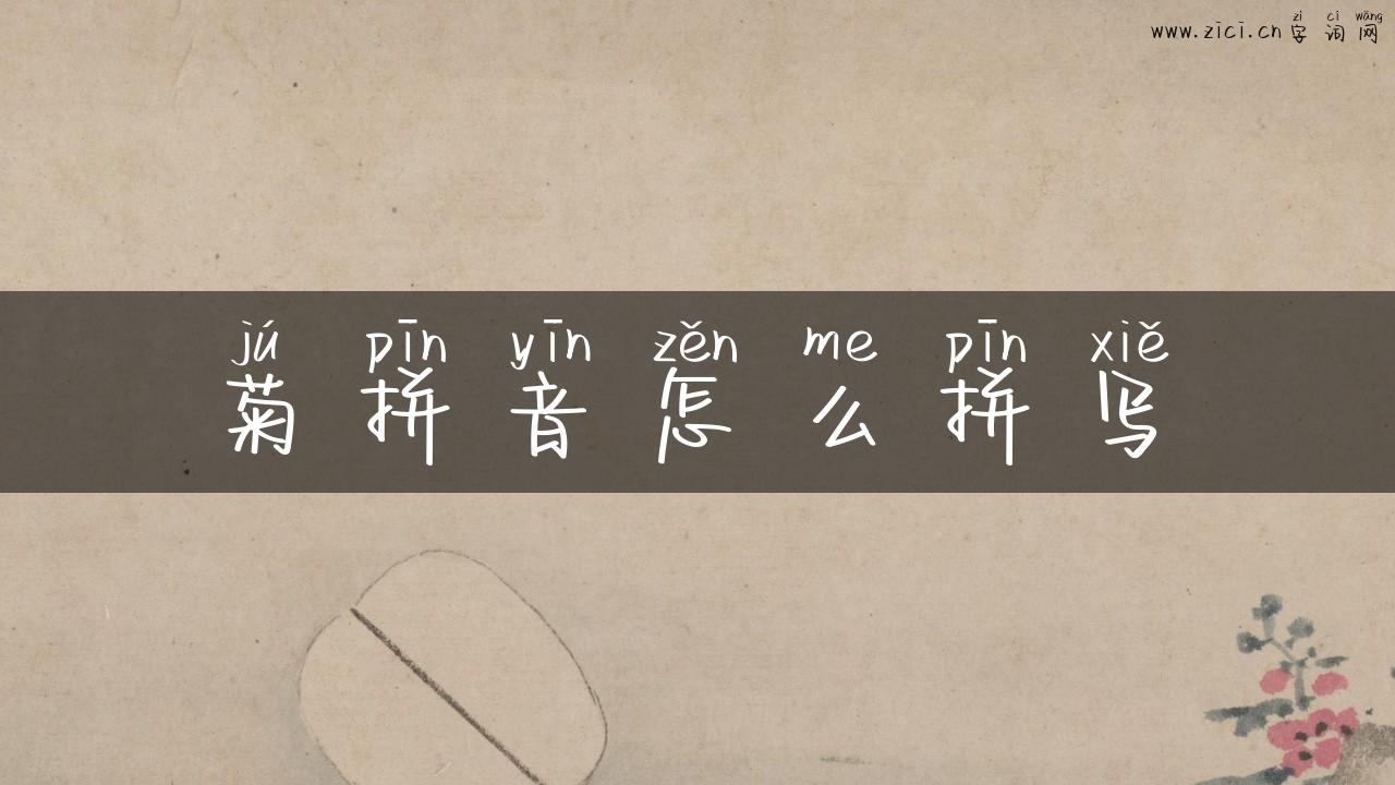 菊拼音怎么拼写