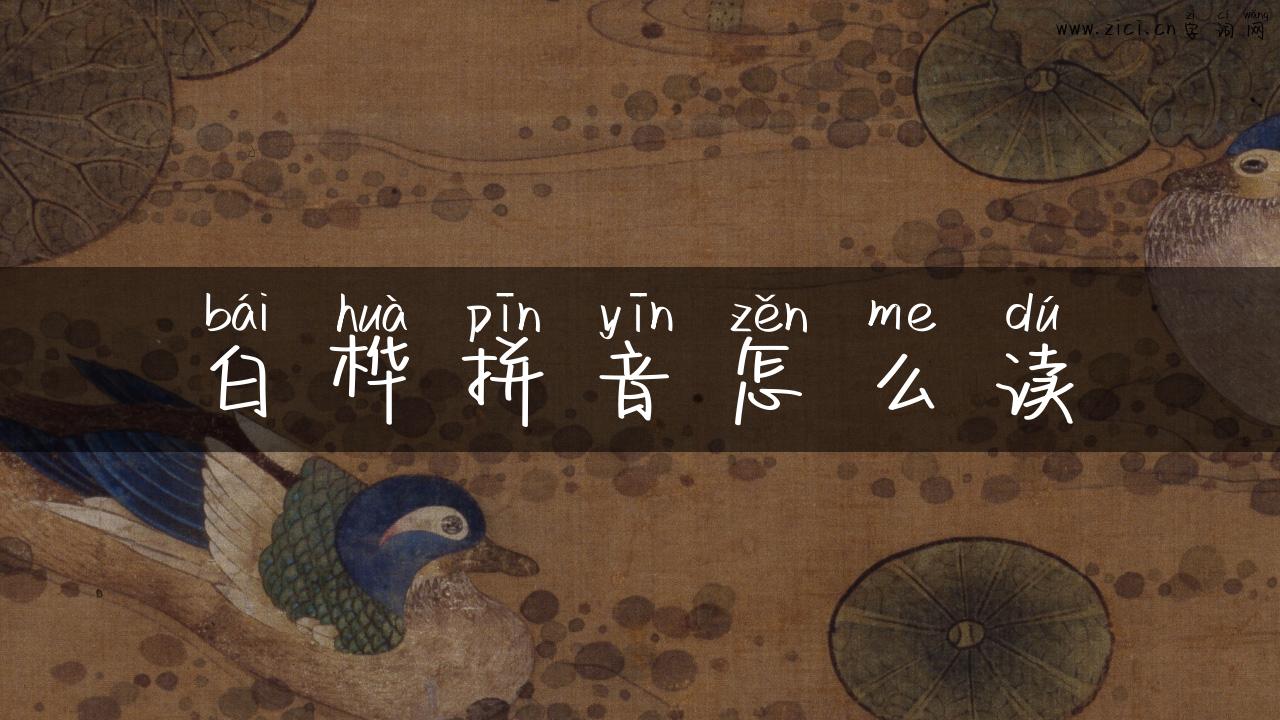 白桦拼音怎么读