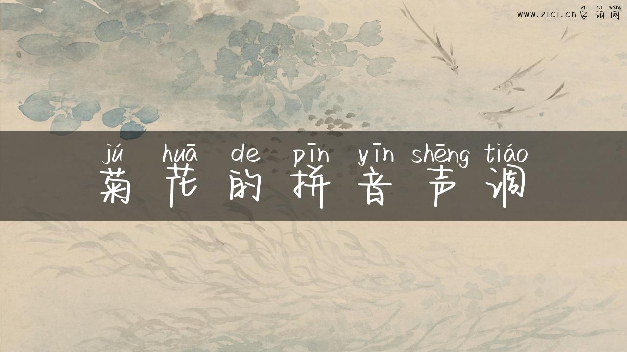 菊花的拼音声调