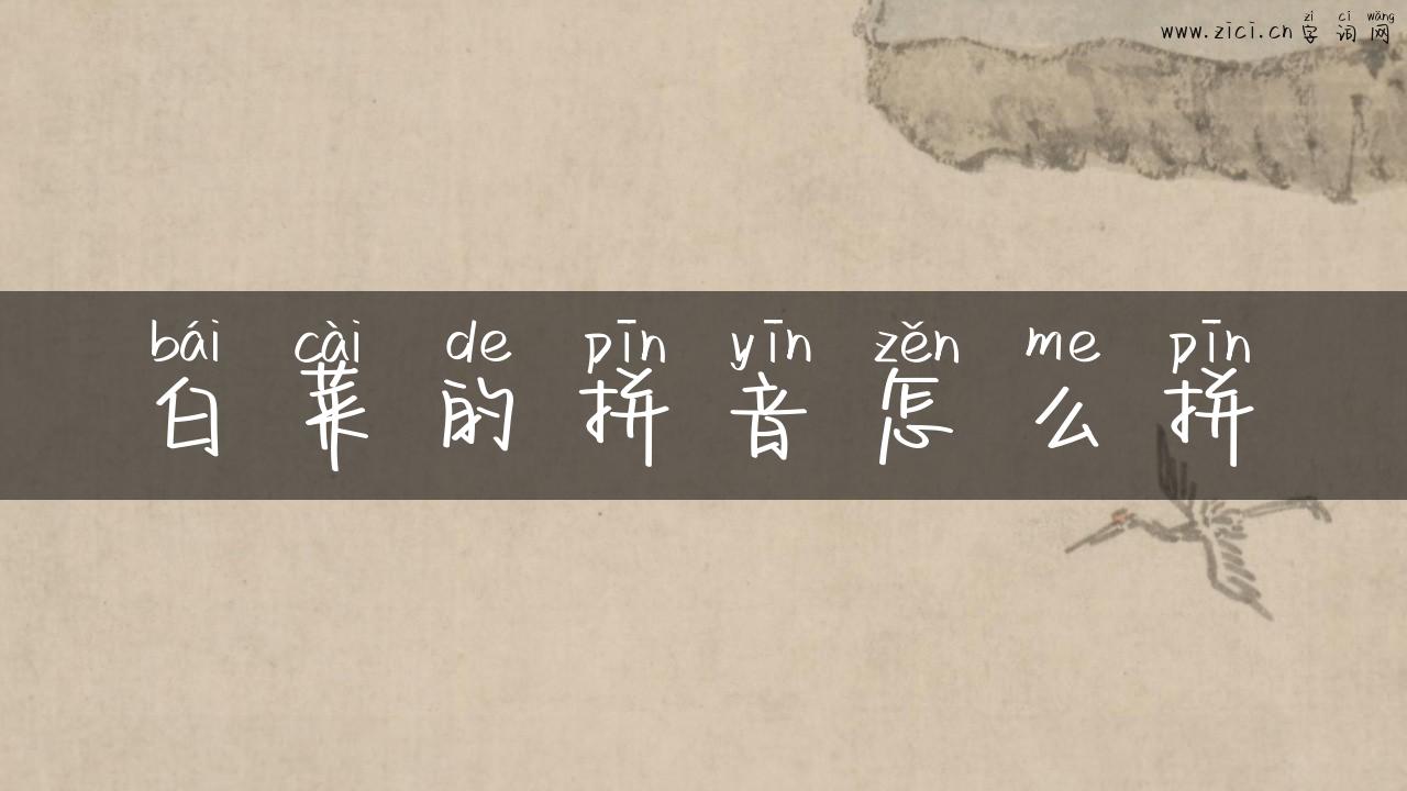 白菜的拼音怎么拼