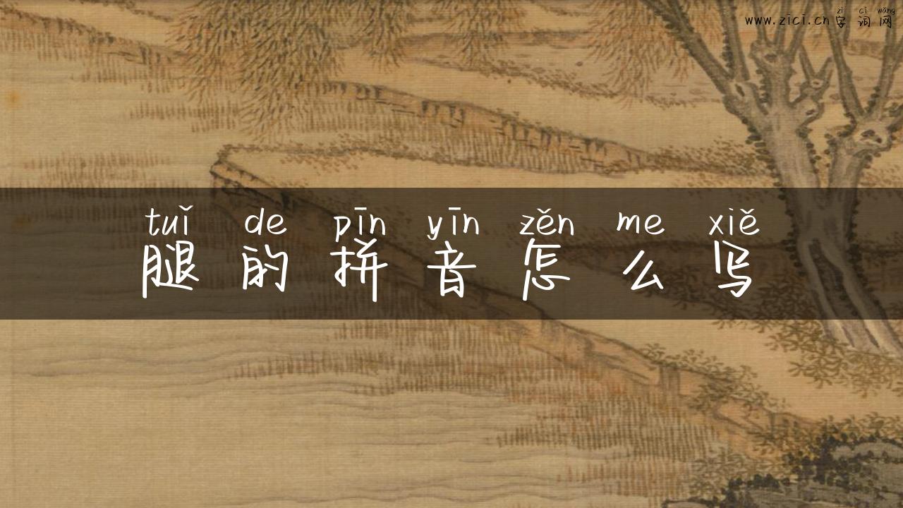腿的拼音怎么写