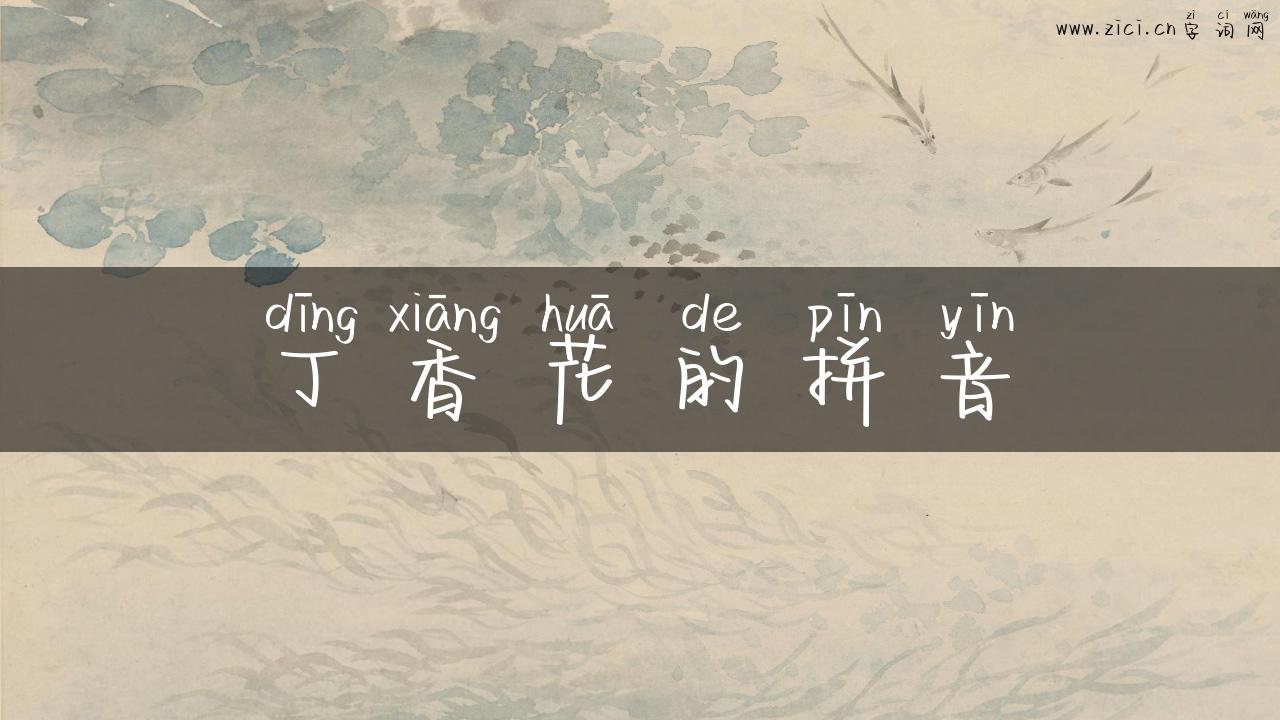 丁香花的拼音