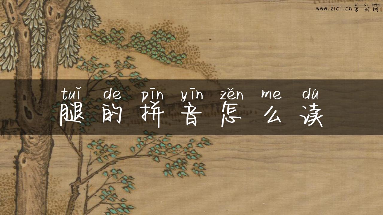 腿的拼音怎么读
