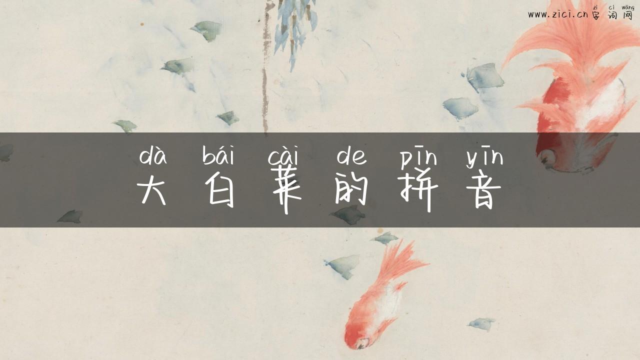 大白菜的拼音