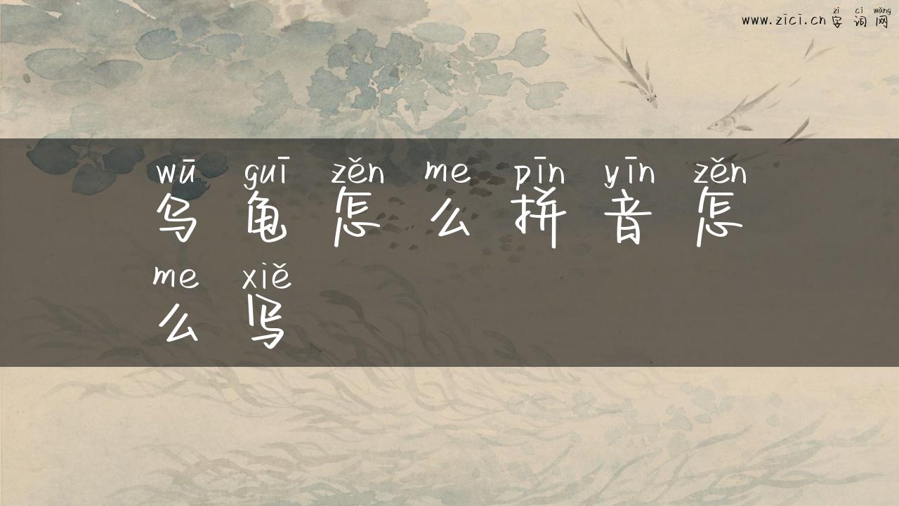 乌龟怎么拼音怎么写