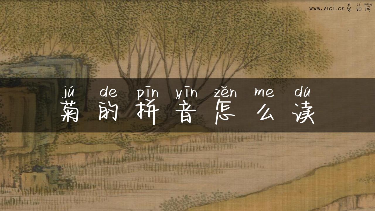 菊的拼音怎么读