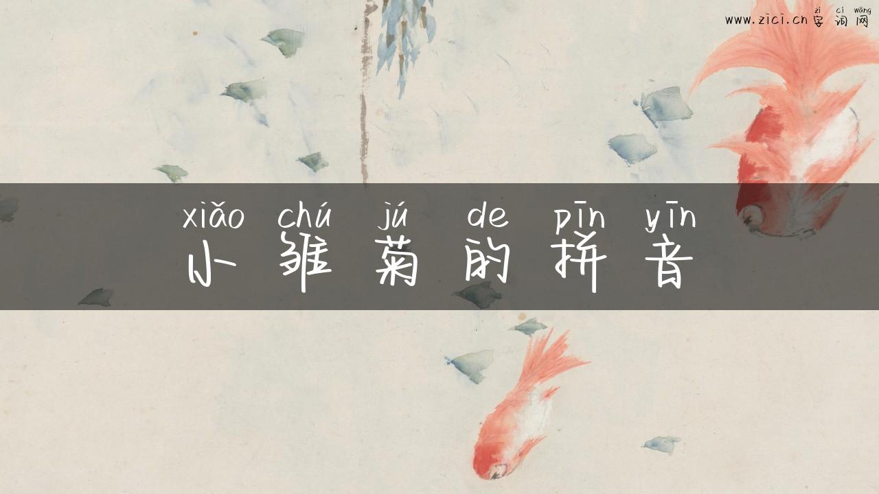 小雏菊的拼音