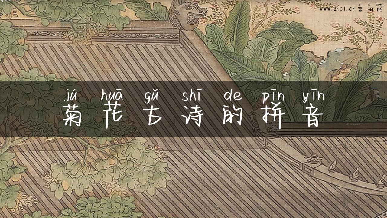 菊花古诗的拼音