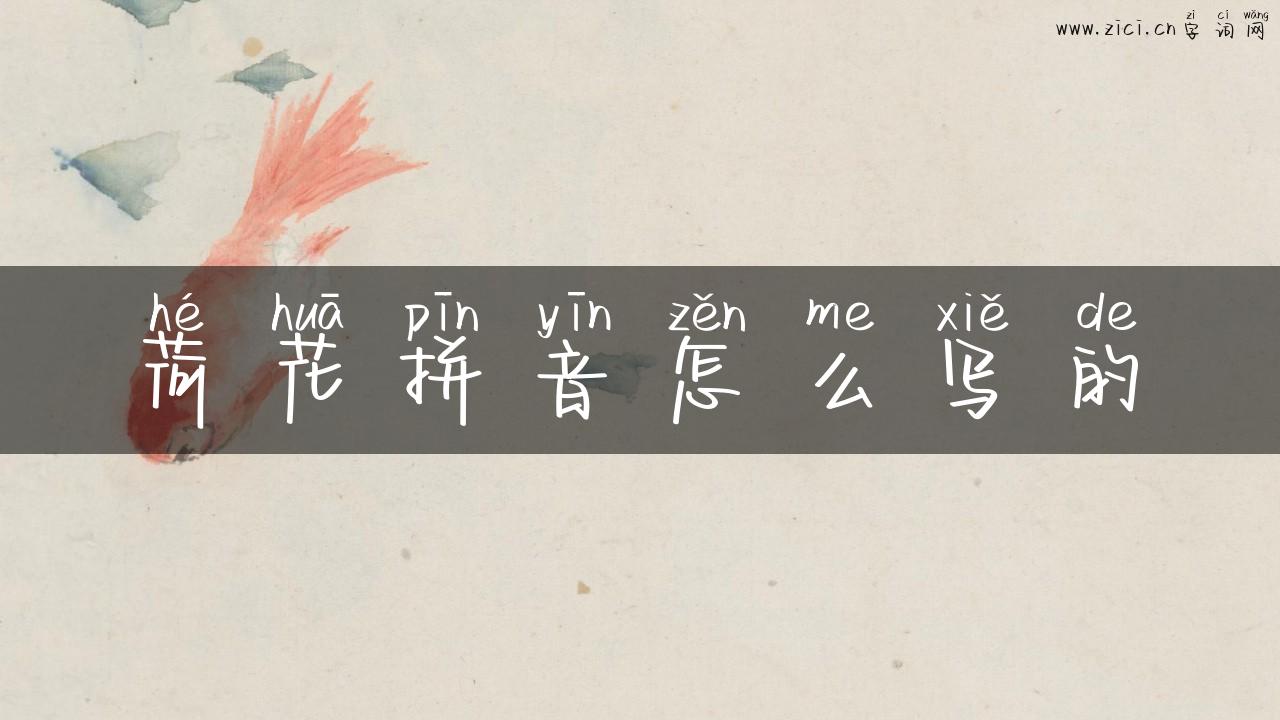 荷花拼音怎么写的