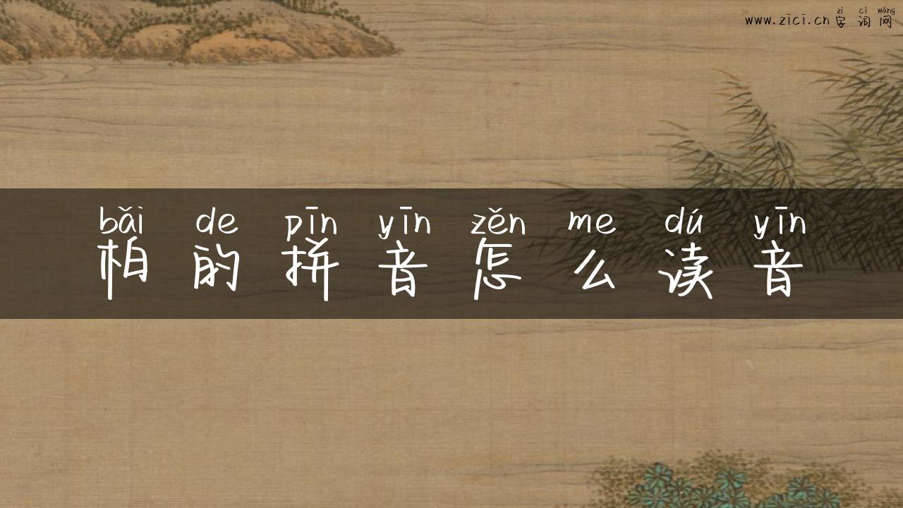 柏的拼音怎么读音