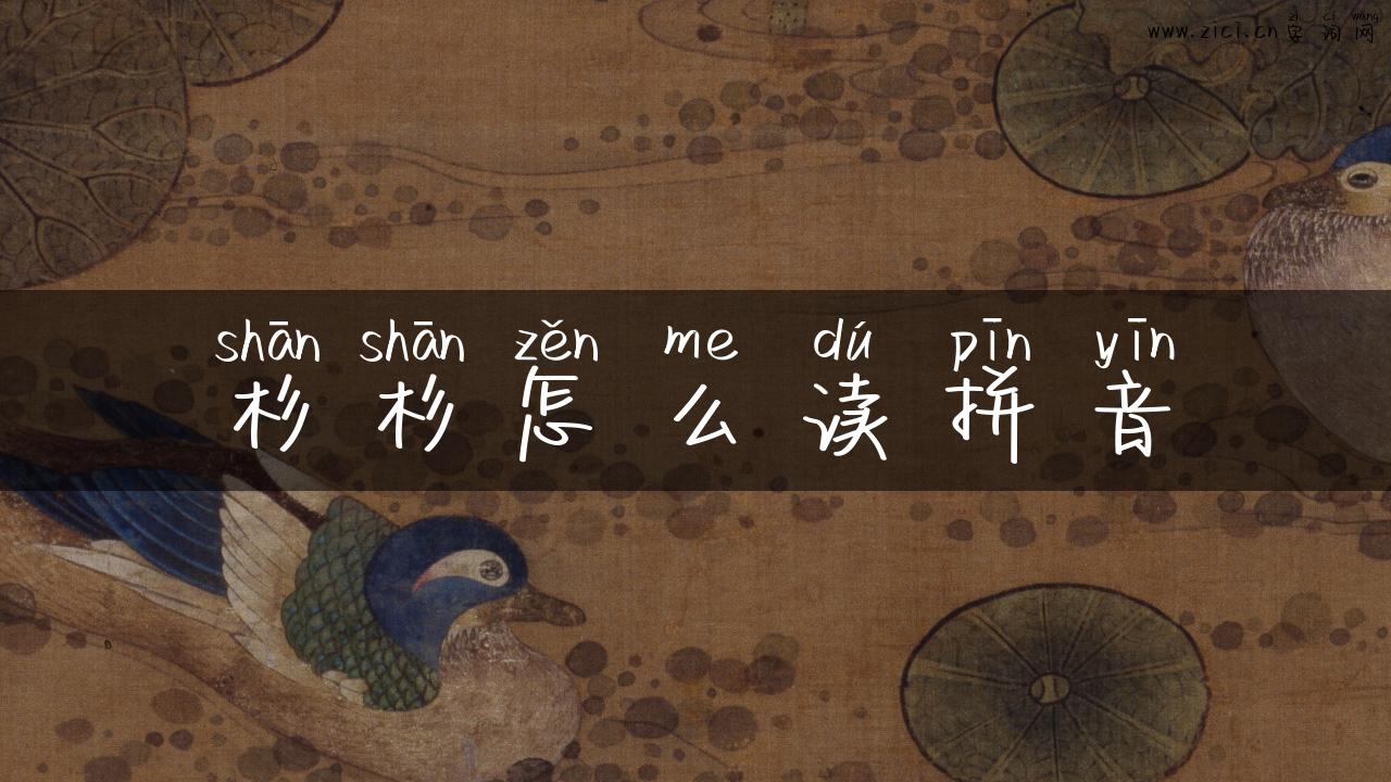 杉杉怎么读拼音