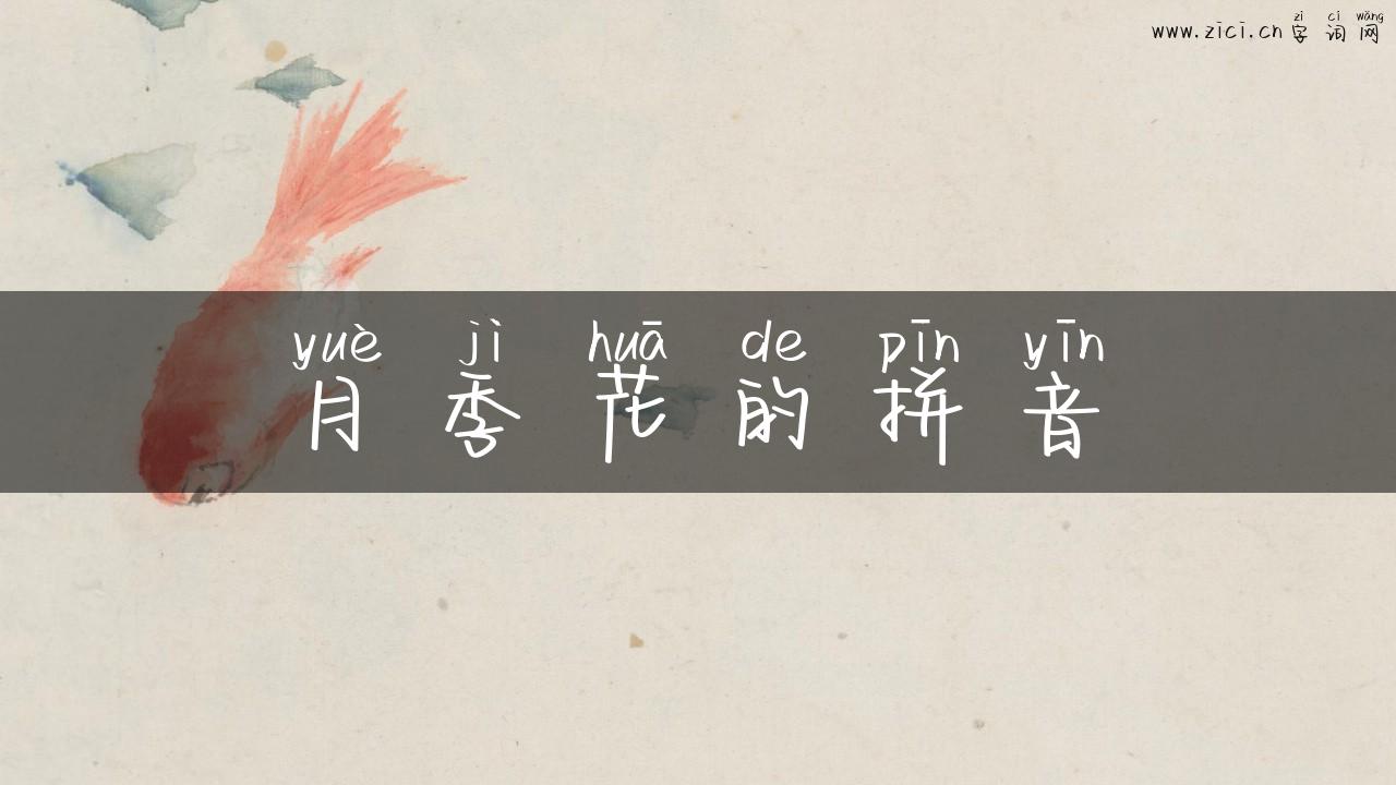 月季花的拼音