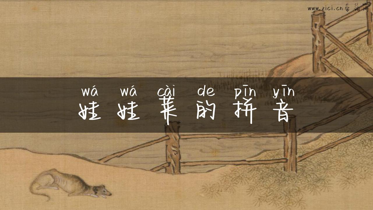 娃娃菜的拼音