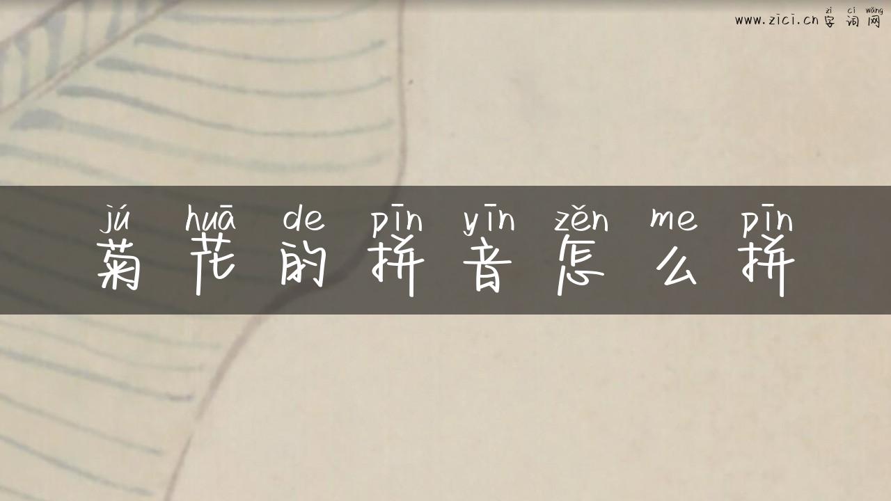 菊花的拼音怎么拼