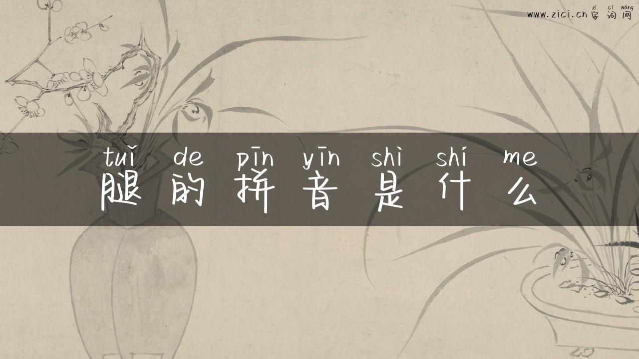 腿的拼音是什么