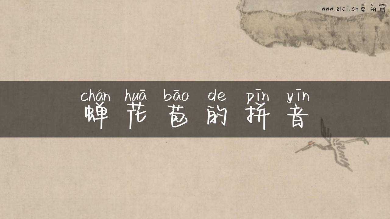 蝉花苞的拼音