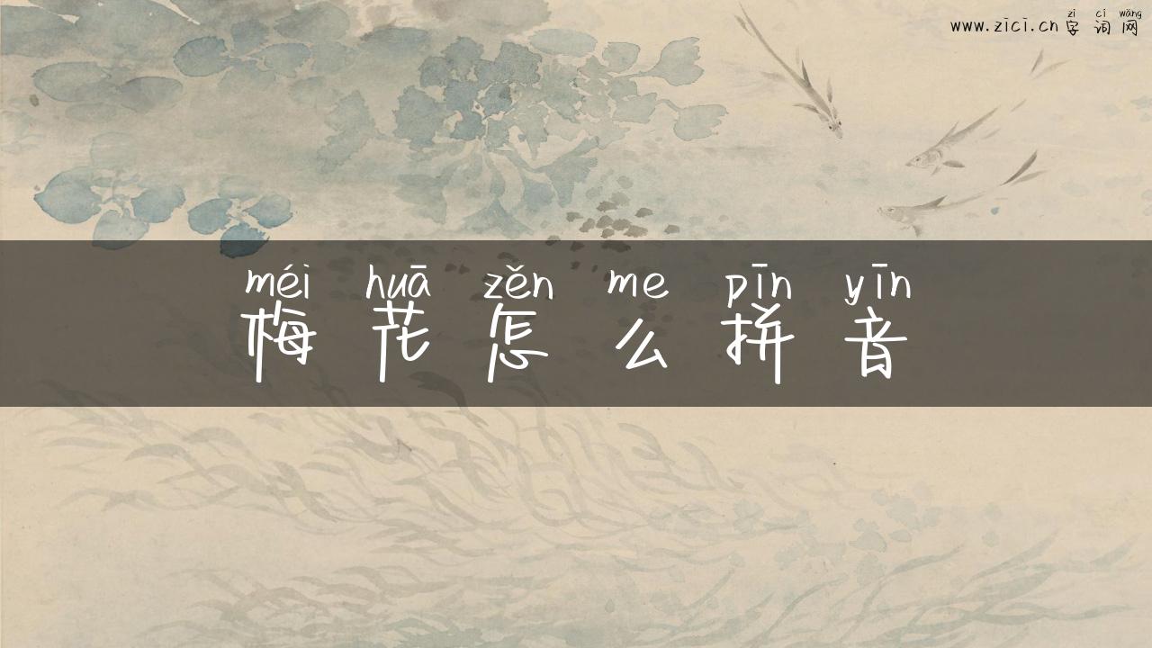梅花怎么拼音