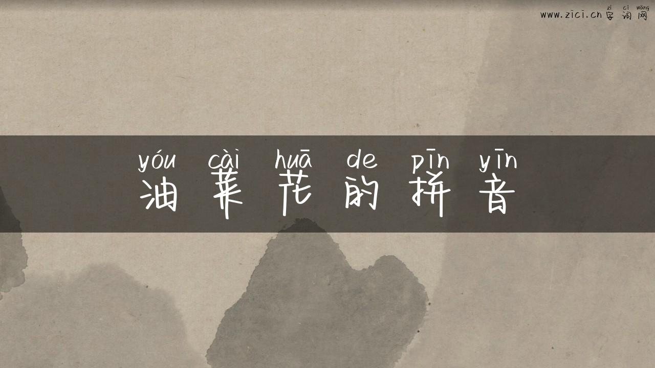 油菜花的拼音