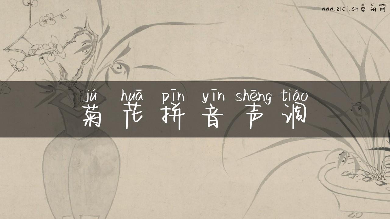 菊花拼音声调