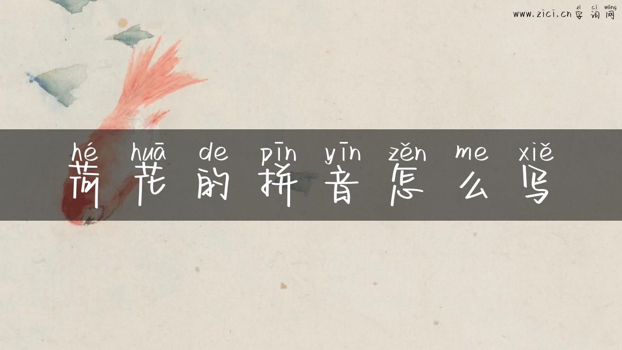 荷花的拼音怎么写