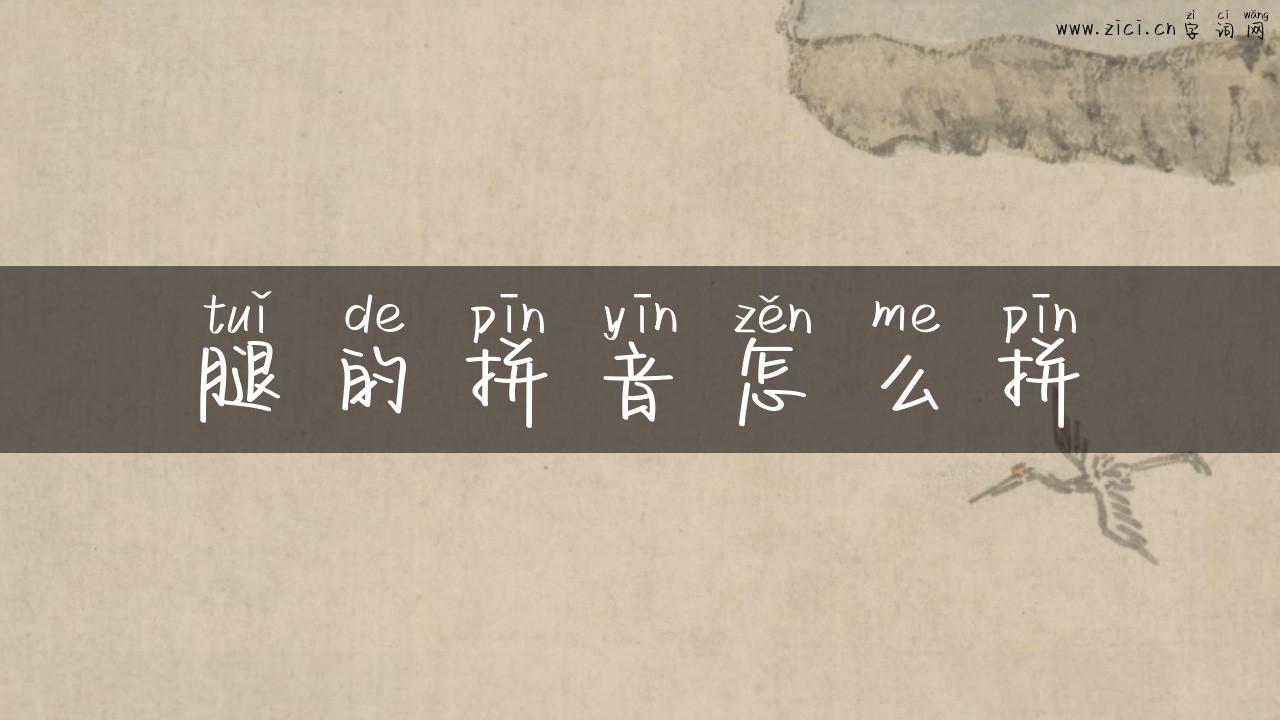 腿的拼音怎么拼