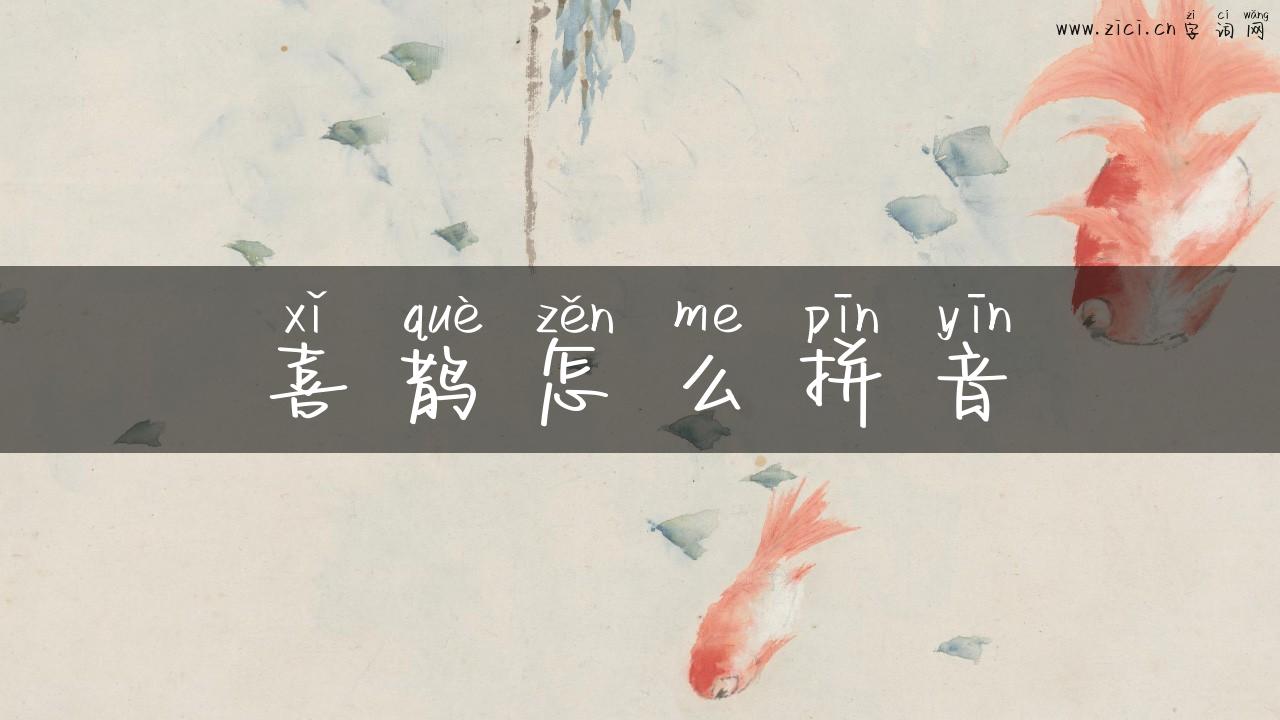 喜鹊怎么拼音