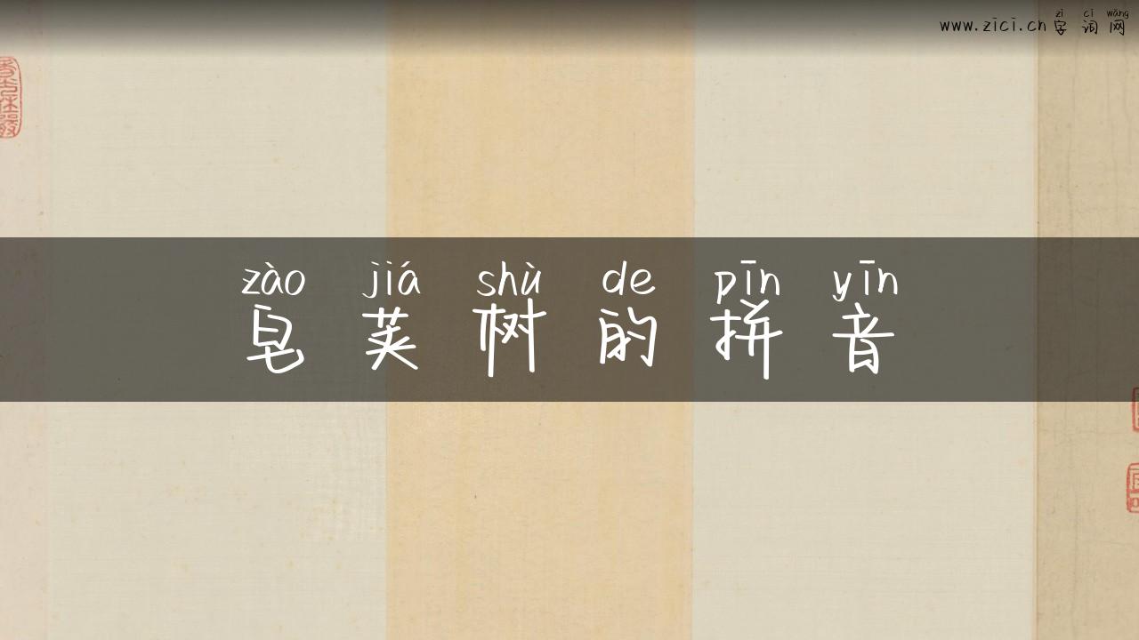 皂荚树的拼音