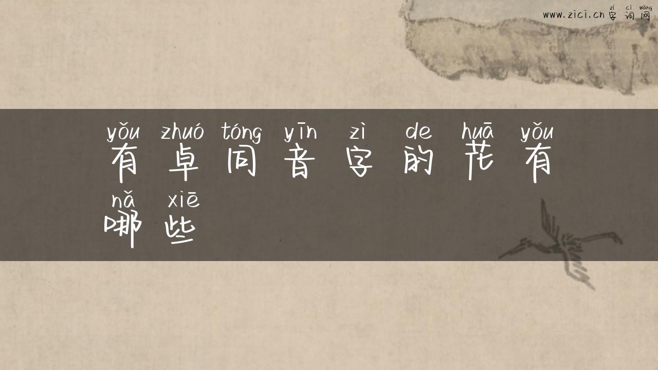 有卓同音字的花有哪些